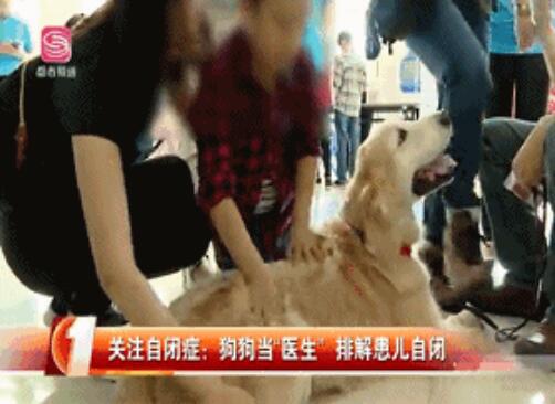 来自狗狗的邀请函：我想和你做朋友可以吗