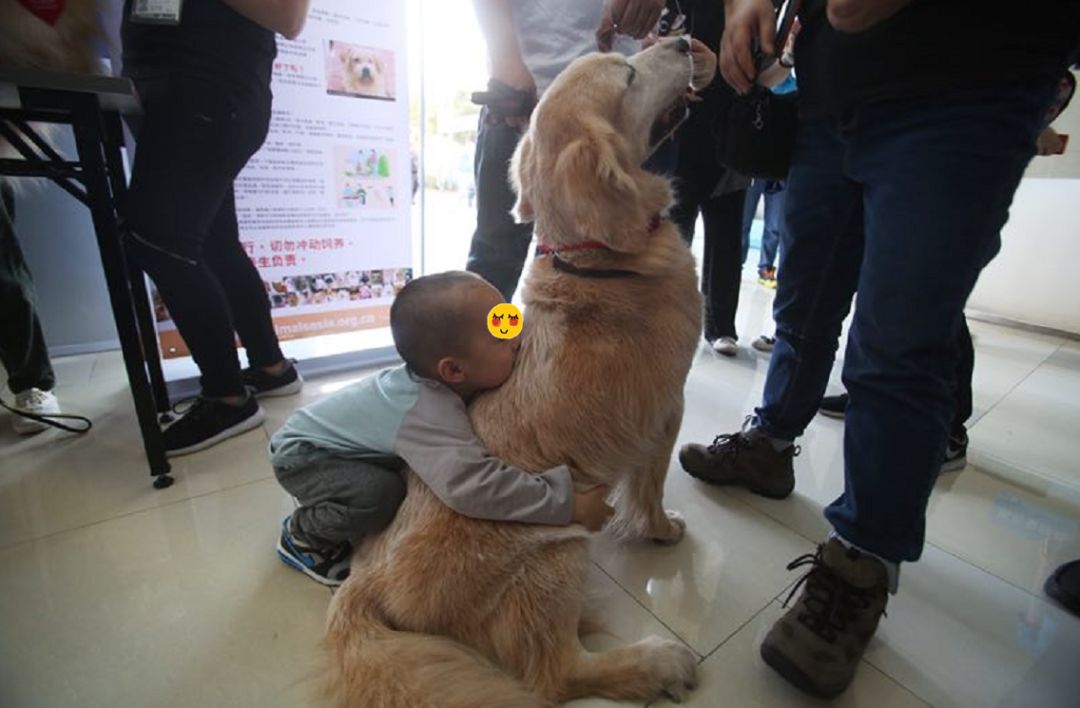 来自狗狗的邀请函：我想和你做朋友可以吗