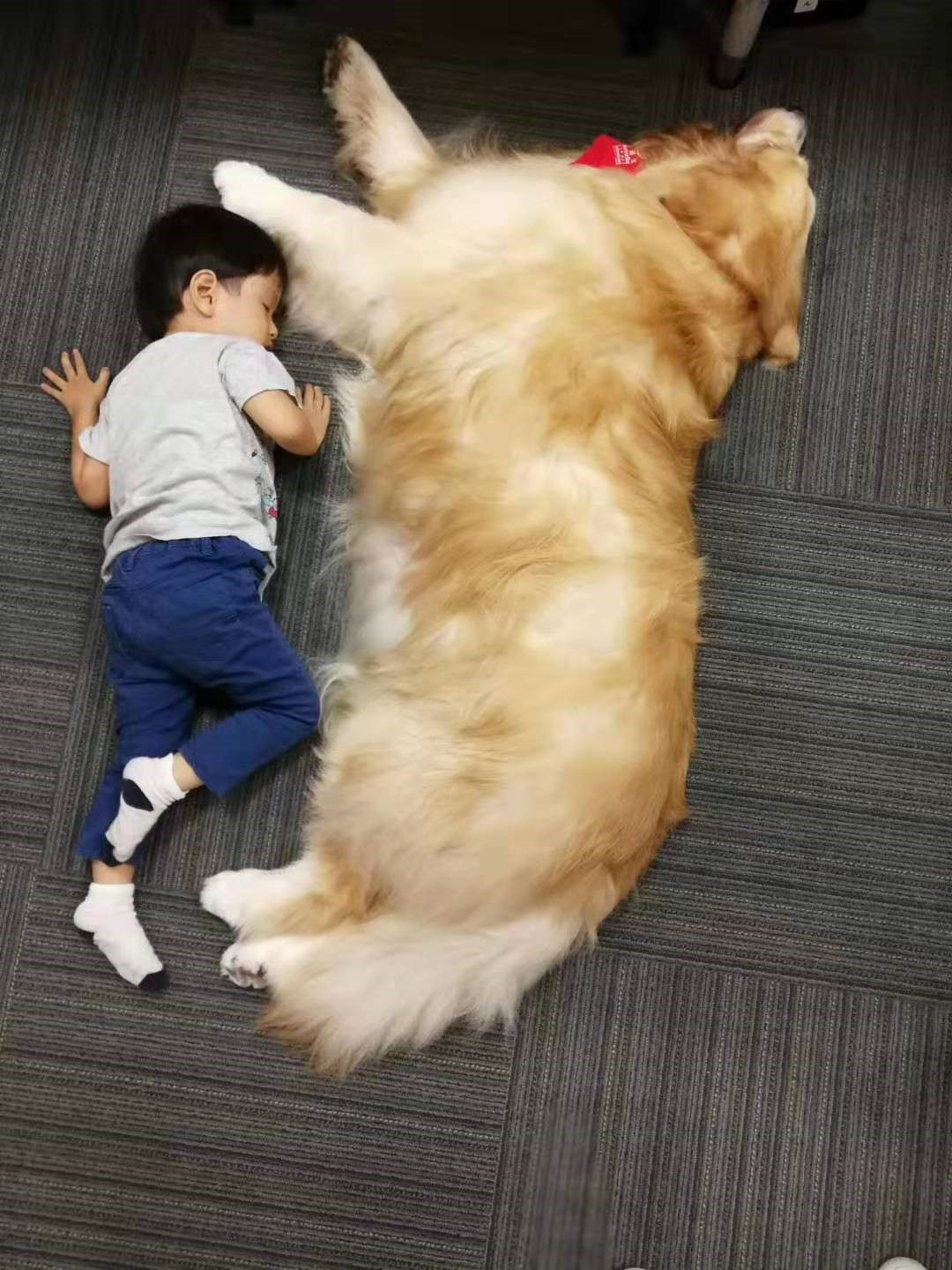 来自狗狗的邀请函：我想和你做朋友可以吗